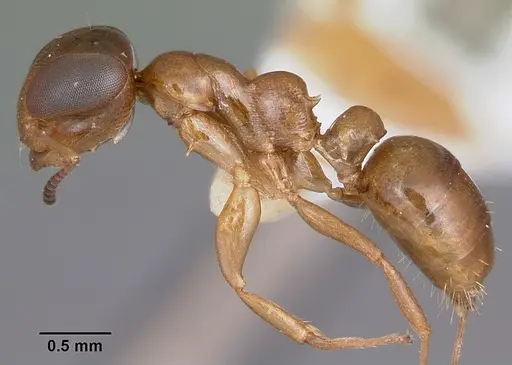 Santschiella kohli - CASENT0101647