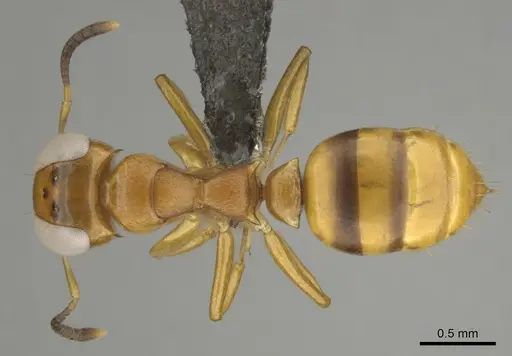 Santschiella kohli - CASENT0814948