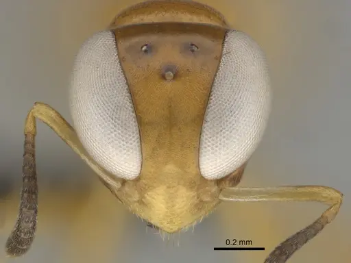 Santschiella kohli - CASENT0814948