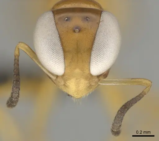 Santschiella kohli - CASENT0814948