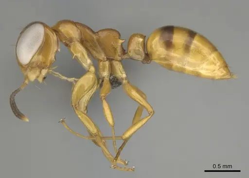 Santschiella kohli - CASENT0814948