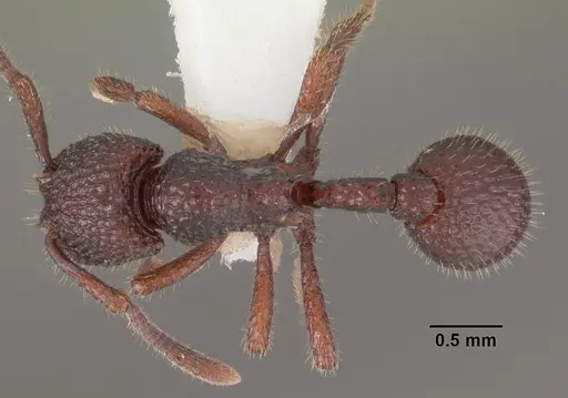 Secostruma lethifera specimen