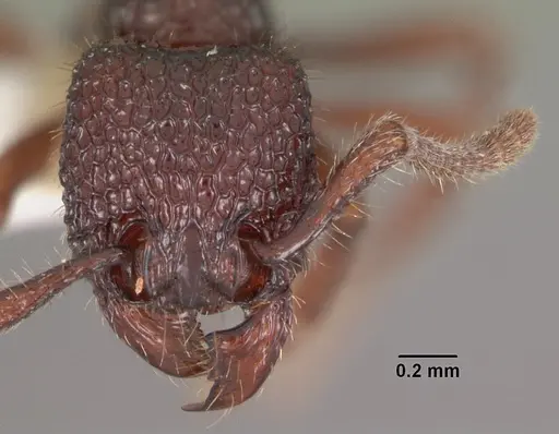 Secostruma lethifera specimen