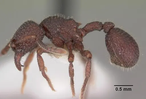 Secostruma lethifera specimen