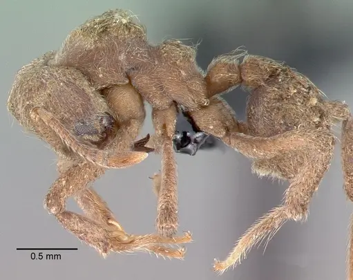 Sericomyrmex amabilis specimen