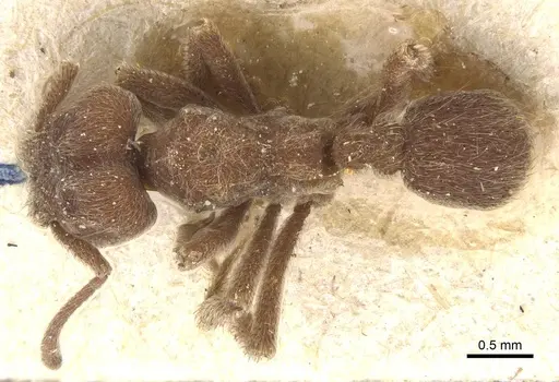 Sericomyrmex amabilis - CASENT0912515