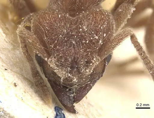 Sericomyrmex amabilis - CASENT0912515