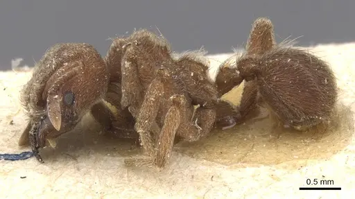 Sericomyrmex amabilis - CASENT0912515