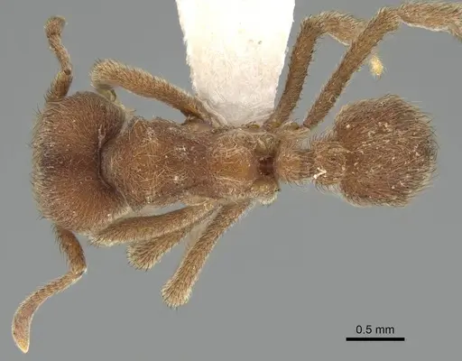 Sericomyrmex amabilis - CASENT0922156