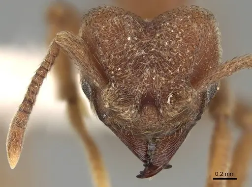 Sericomyrmex amabilis - CASENT0922156