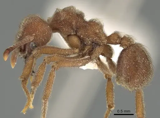 Sericomyrmex amabilis - CASENT0922156