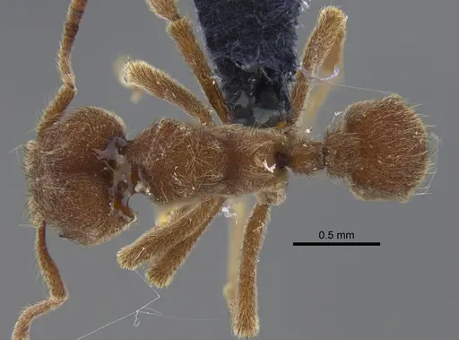 Sericomyrmex amabilis - CBUMAGENT41882