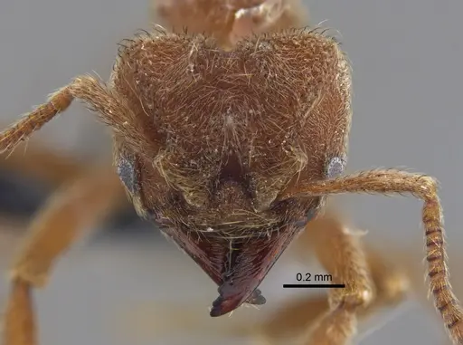 Sericomyrmex amabilis - CBUMAGENT41882