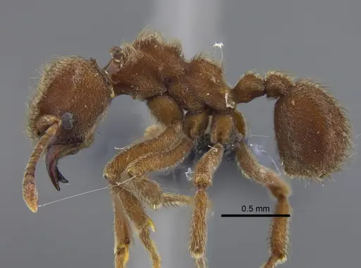 Sericomyrmex amabilis - CBUMAGENT41882