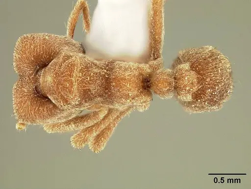 Sericomyrmex amabilis - USNMENT00308236