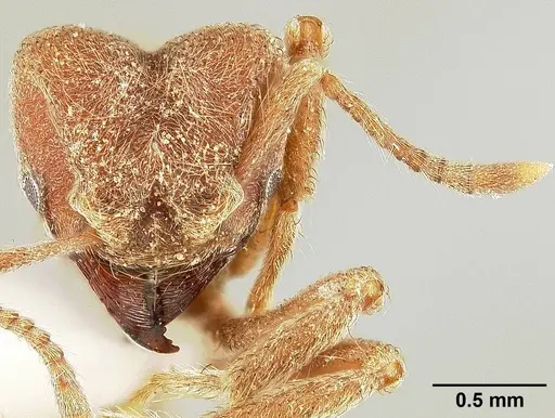 Sericomyrmex amabilis - USNMENT00308236