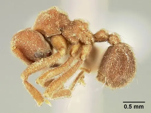 Sericomyrmex amabilis - USNMENT00308236