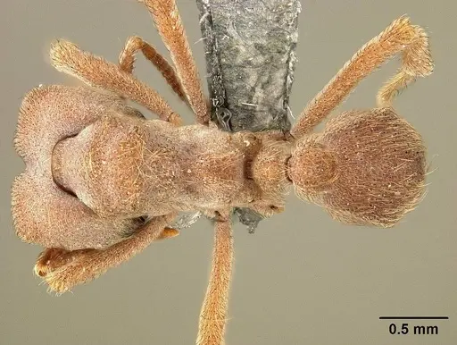 Sericomyrmex amabilis - USNMENT01125194