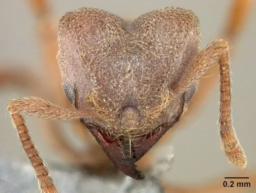 Sericomyrmex amabilis - USNMENT01125194