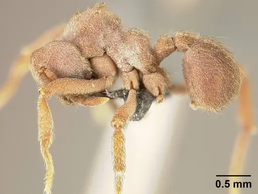 Sericomyrmex amabilis - USNMENT01125194