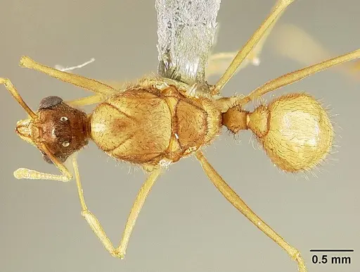 Sericomyrmex amabilis - USNMENT01125846