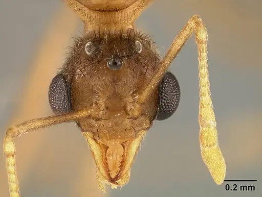 Sericomyrmex amabilis - USNMENT01125846