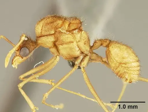 Sericomyrmex amabilis - USNMENT01125846