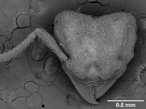 Sericomyrmex amabilis - USNMENT01125862