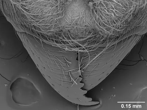 Sericomyrmex amabilis - USNMENT01125862