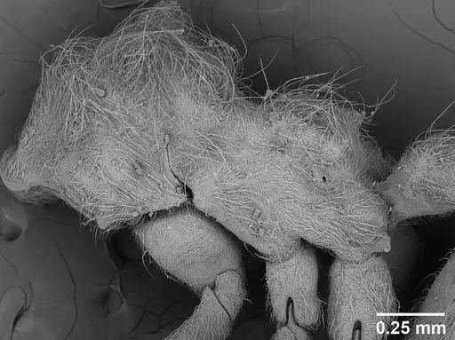 Sericomyrmex amabilis - USNMENT01125862