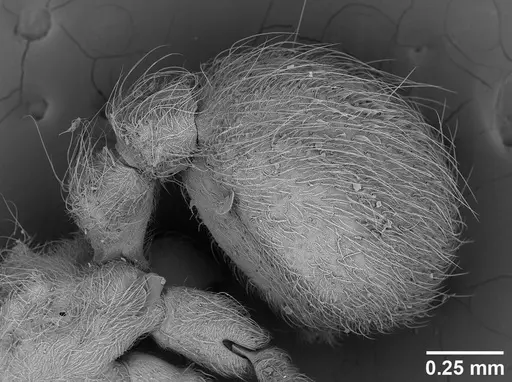 Sericomyrmex amabilis - USNMENT01125862