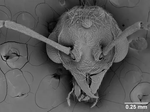 Sericomyrmex amabilis - USNMENT01125863
