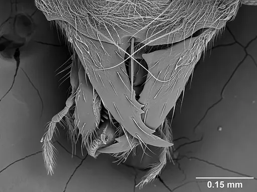 Sericomyrmex amabilis - USNMENT01125863