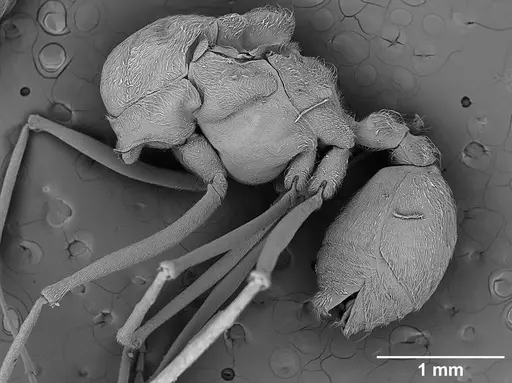 Sericomyrmex amabilis - USNMENT01125863