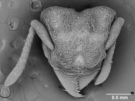 Sericomyrmex amabilis - USNMENT01125864