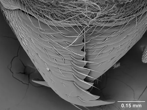 Sericomyrmex amabilis - USNMENT01125864