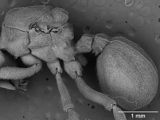 Sericomyrmex amabilis - USNMENT01125864