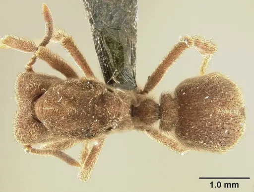 Sericomyrmex amabilis - USNMENT01125871