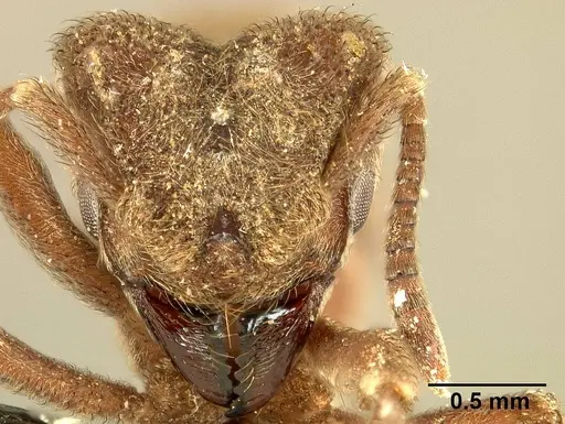 Sericomyrmex amabilis - USNMENT01125871