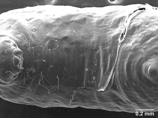 Sericomyrmex amabilis - USNMENT01126216