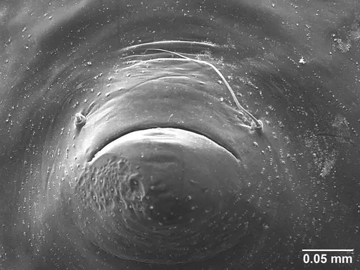 Sericomyrmex amabilis - USNMENT01126216