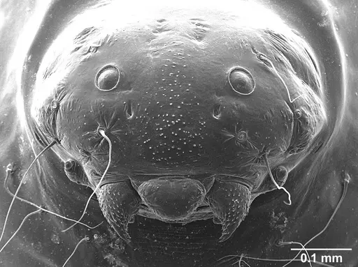 Sericomyrmex amabilis - USNMENT01126216