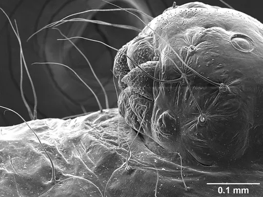 Sericomyrmex amabilis - USNMENT01126216