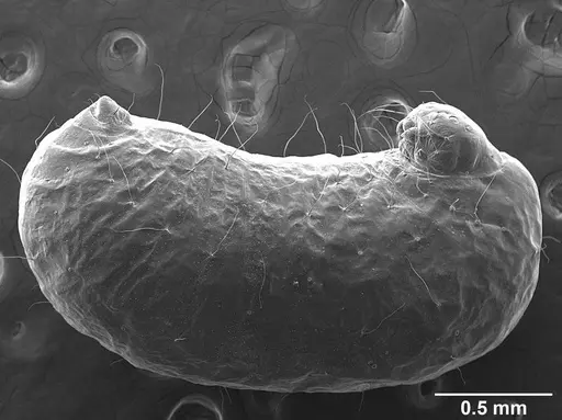 Sericomyrmex amabilis - USNMENT01126216