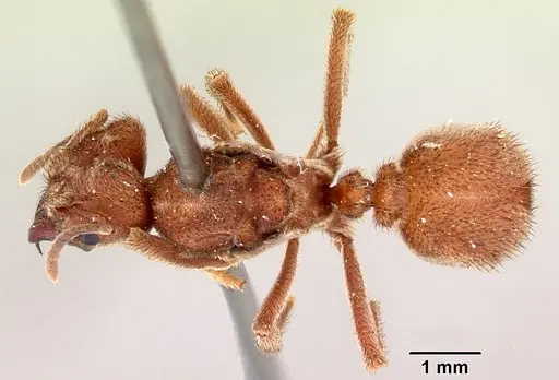 Sericomyrmex bondari specimen