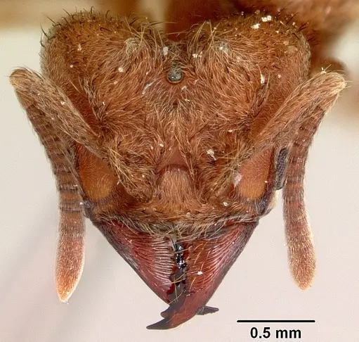 Sericomyrmex bondari specimen