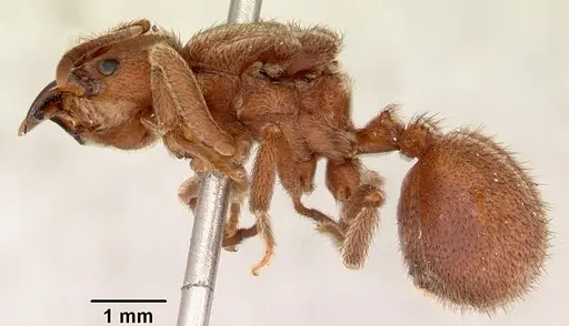 Sericomyrmex bondari specimen