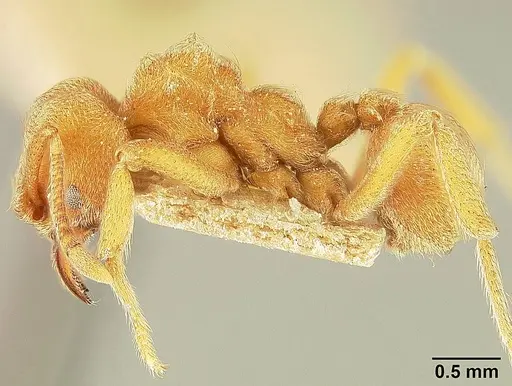 Sericomyrmex lutzi specimen