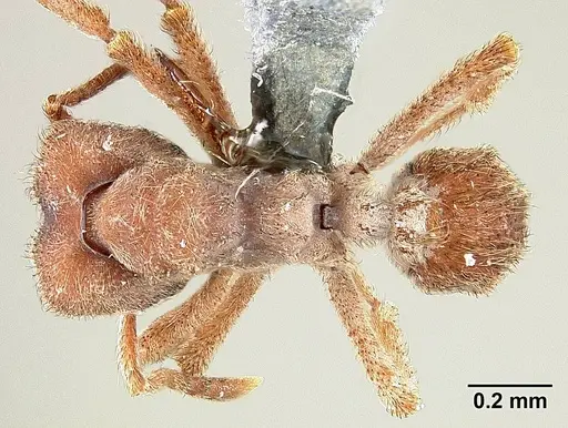 Sericomyrmex maravalhas specimen