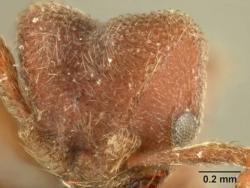 Sericomyrmex maravalhas specimen